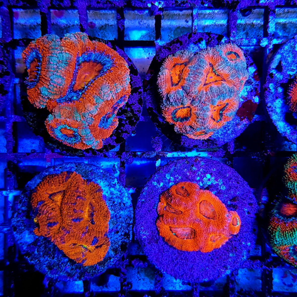 Acan Lordhowensis - Violet Aquarium 