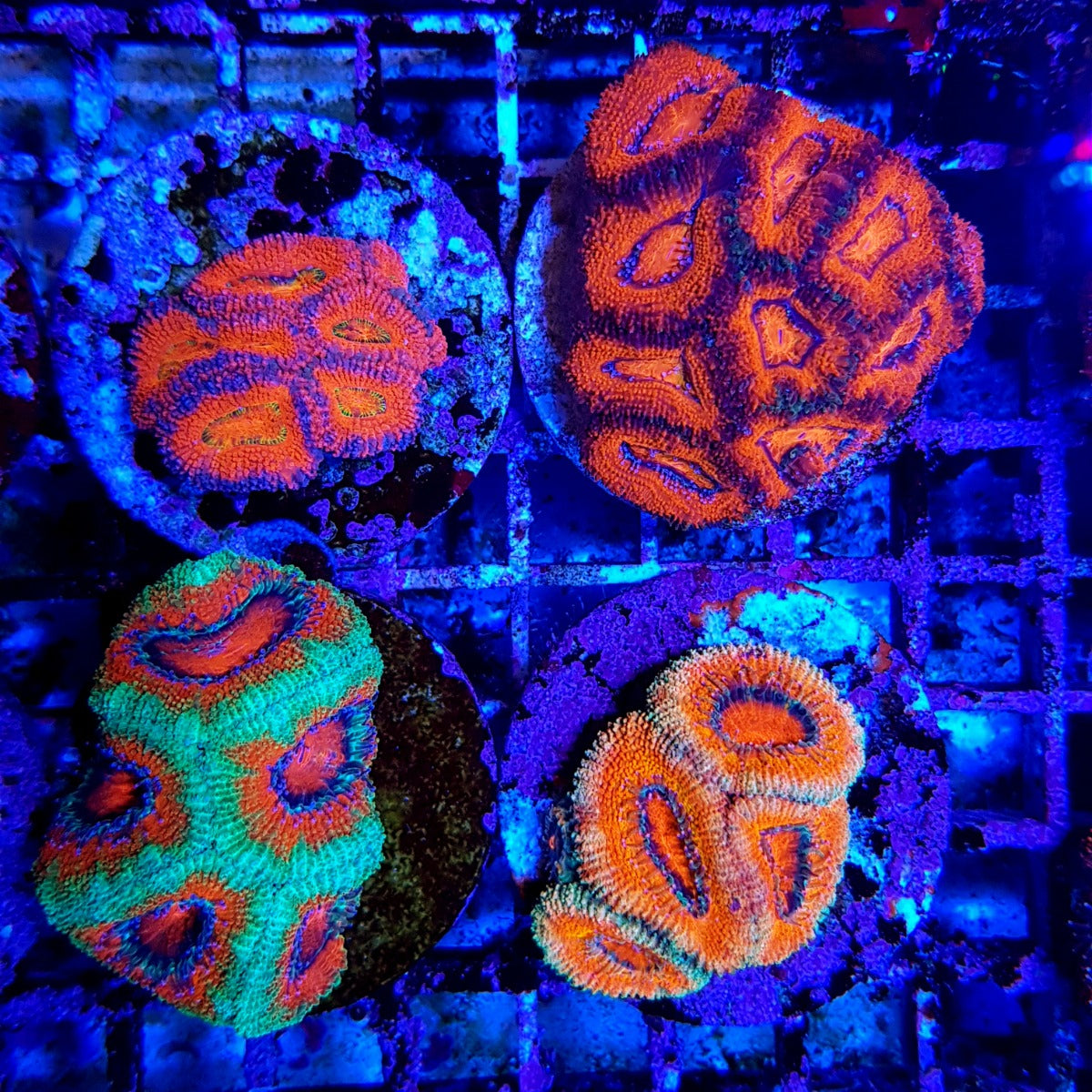 Acan Lordhowensis - Violet Aquarium 