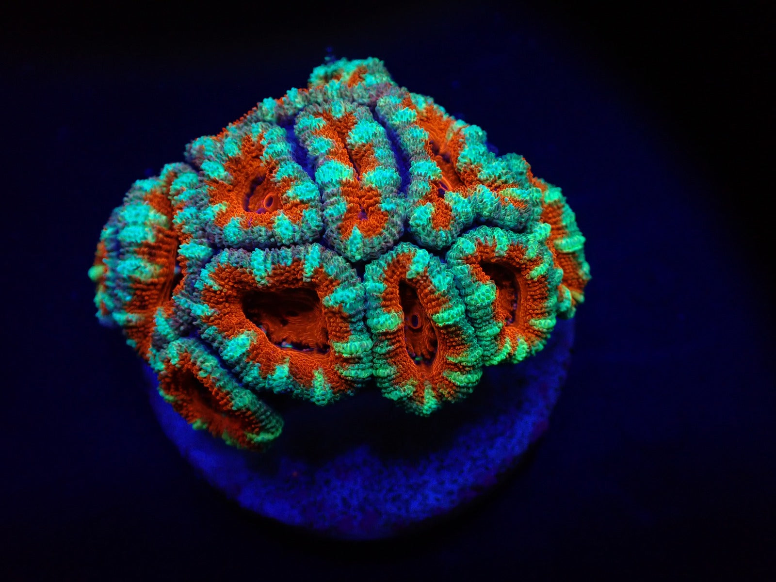 Acan Lordhowensis - Violet Aquarium 