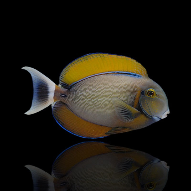Bariene Tang Size: 3" to 5" - Violet Aquarium 