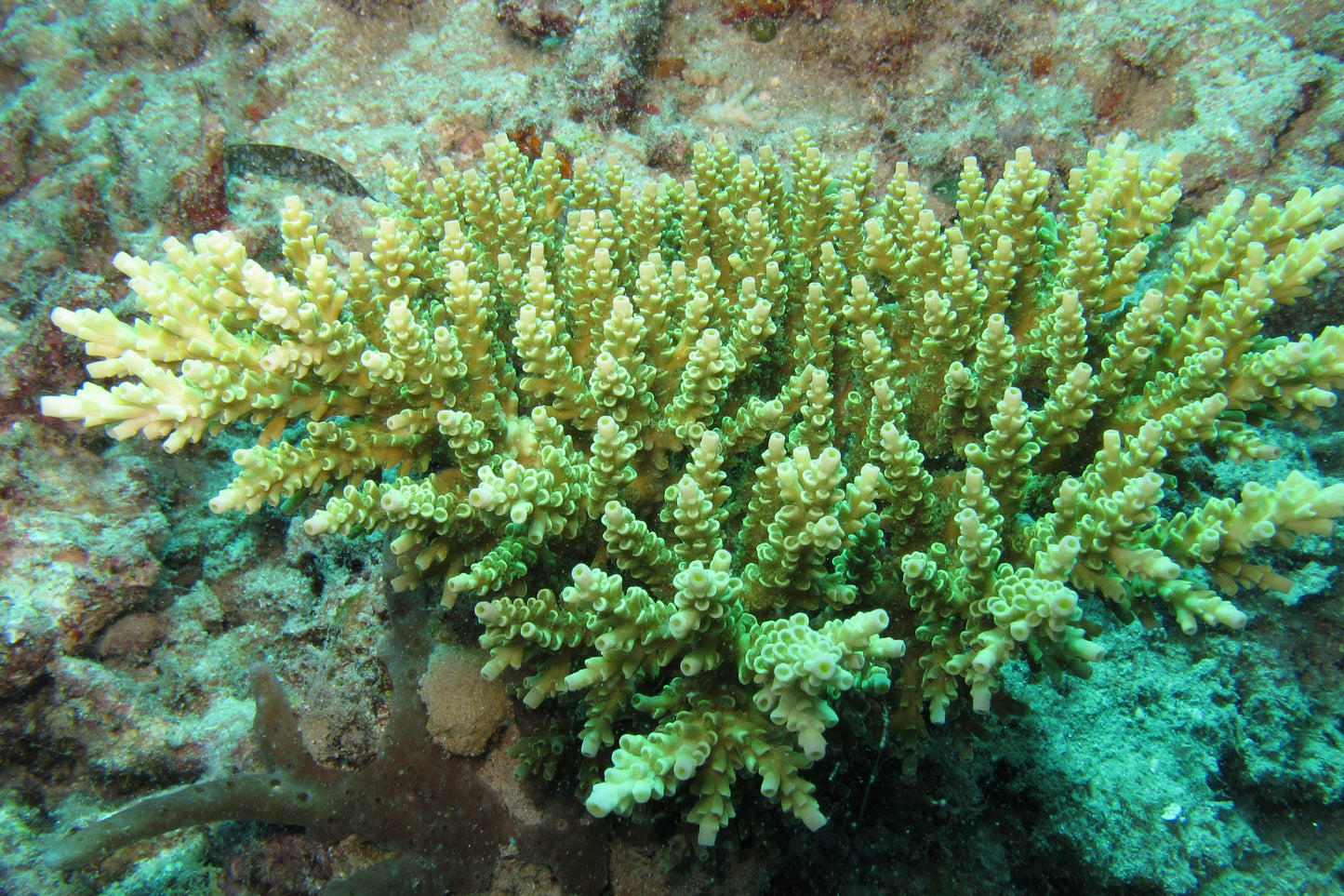 Aussie Ultra Hot Acropora Tenius Mother Colony