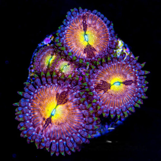 Aquacultured Sakura Zoanthid Frag (4+ Polyp Average) Size: M 0.75” to 1” Frag