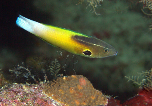 Allen's Tubelip Wrasse Size: M 1" to 2"