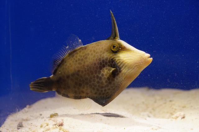 Honeycomb Filefish - Violet Aquarium 