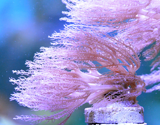 Waving Hand Anthelia: M 0.75" to 1" Frag