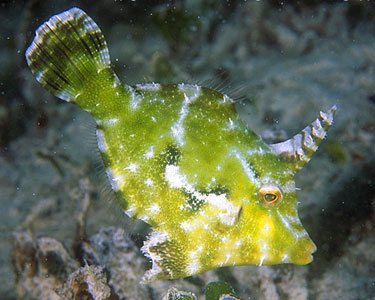 Aiptasia Eating Filefish - Violet Aquarium