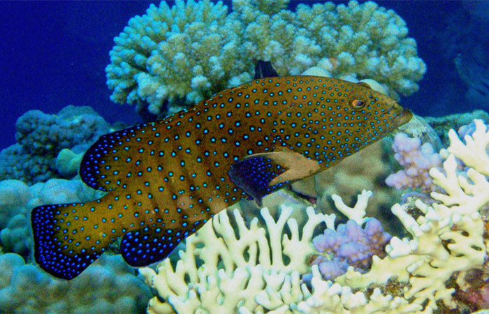 Argus Grouper - Violet Sea Fish and Coral