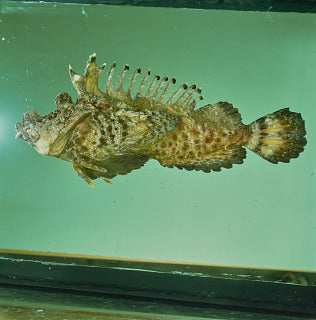 Twostick Stingfish Size: L 4" to 5"