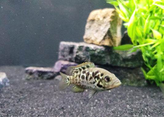 Cuban Cichild