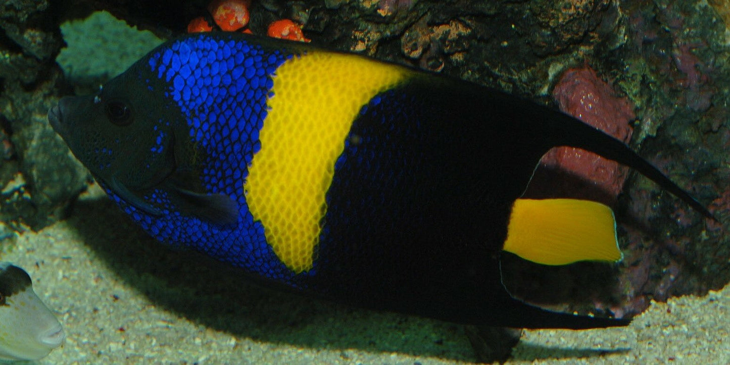 Asfur Angelfish Size Show: 9
