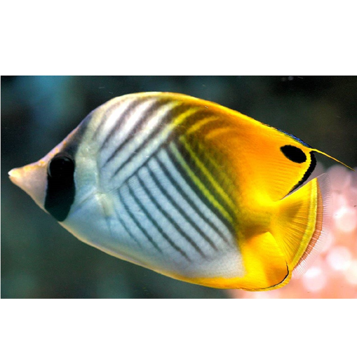 Auriga Butterflyfish - Violet Aquarium