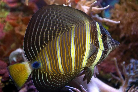 Sailfin Tang Size: ML 3.5" to 4.0"