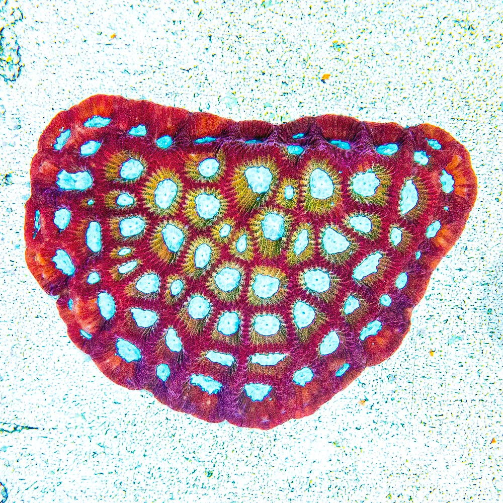 Magma Frost Favia Frag (Aquacultured) Size: M 0.75” to 1” Approx Frag