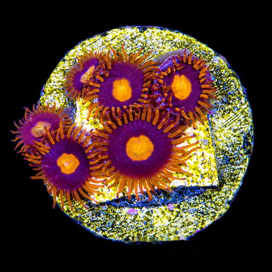 Aquacultured War Birds Zoanthid Frag (4+ Polyp Average) Size: M 0.75” to 1” Frag