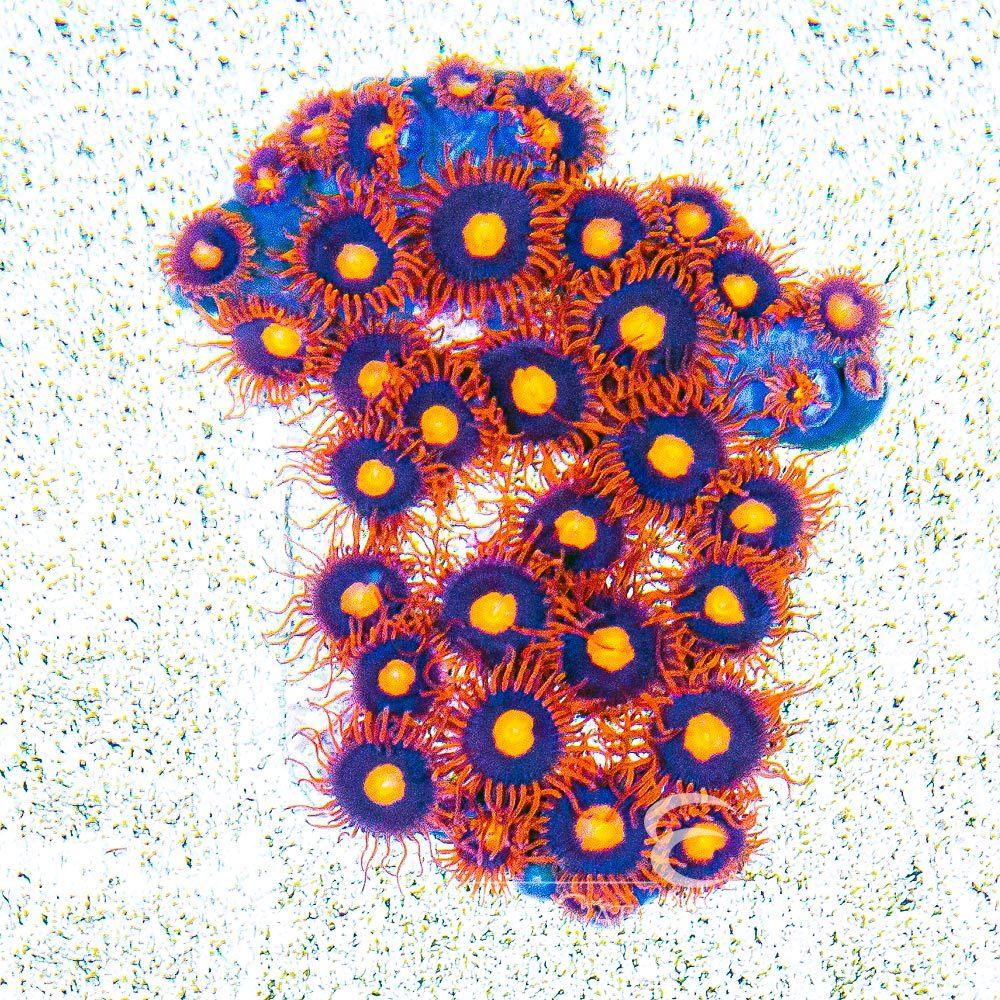 Aquacultured War Birds Zoanthid Frag (4+ Polyp Average) Size: M 0.75” to 1” Frag