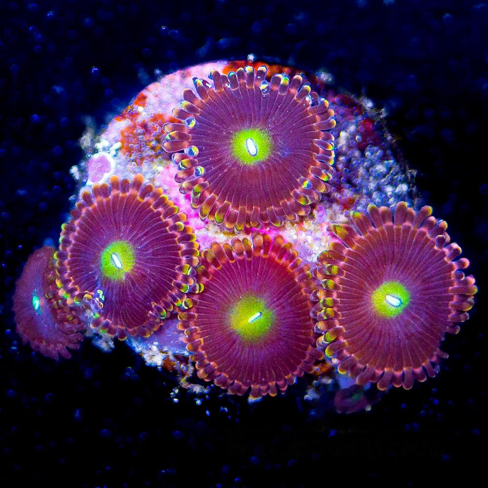 Aquacultured Antimatter Zoanthid Frag (4+ Polyp Average) Size: M 0.75” to 1” Frag