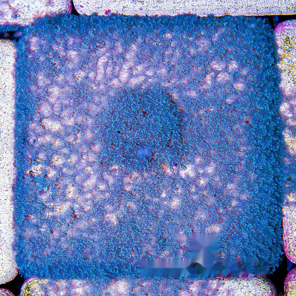 Blue Snowflake Polyp Big Frag (Aquacultured) Size: M 0.75" to 1" Approx Frag