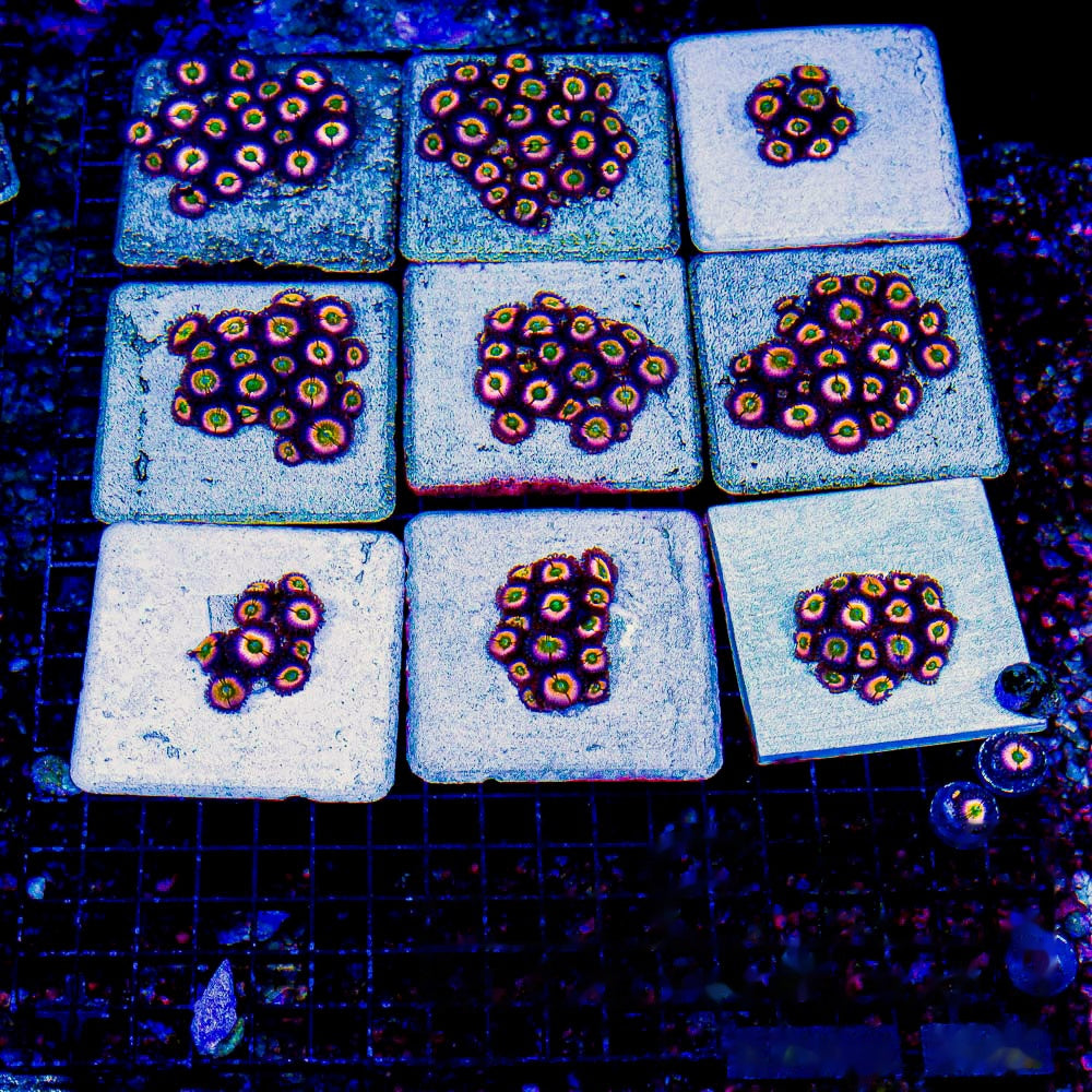 Aquacultured Perennial Dance Zoanthid Frag (2+ Polyp Average) Size: M 0.75” to 1” Frag