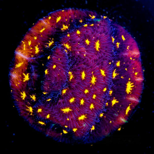 Fireworks Leptoseris Frag (Aquacultured) Size: M 0.75” to 1” Approx Frag