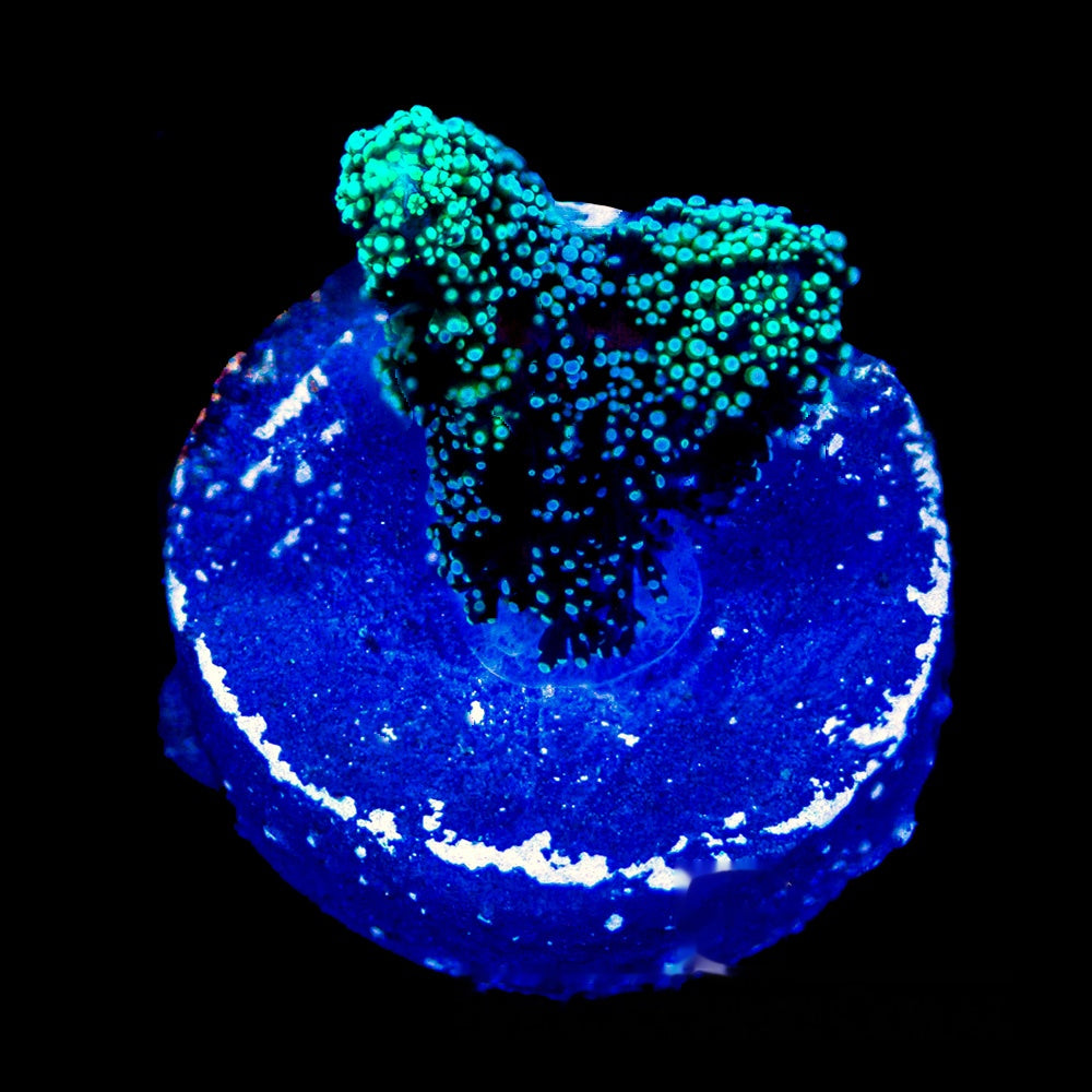 Lemon Lime Birdsnest Frag (Aquacultured) Size: M 0.75" to 1" Approx Frag