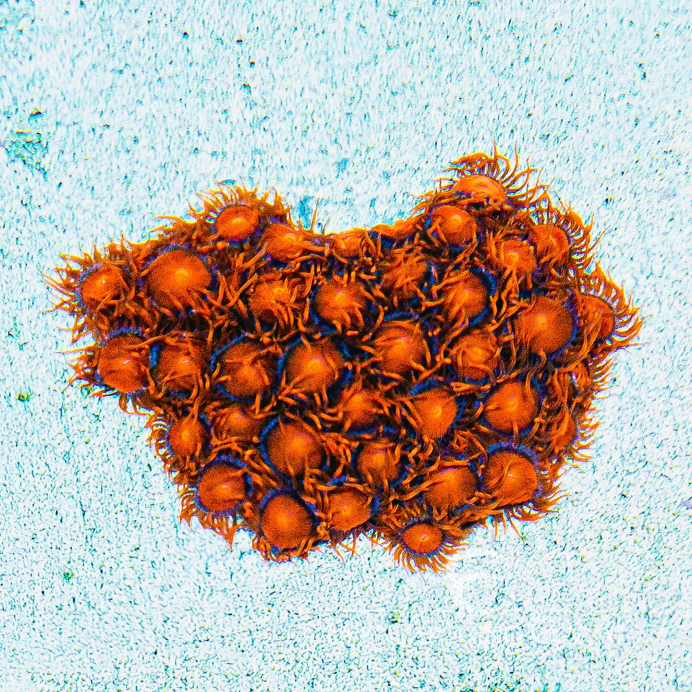 Aquacultured Bam Bam Zoanthid Frag (4+ Polyp Average) Size: M 0.75” to 1” Frag