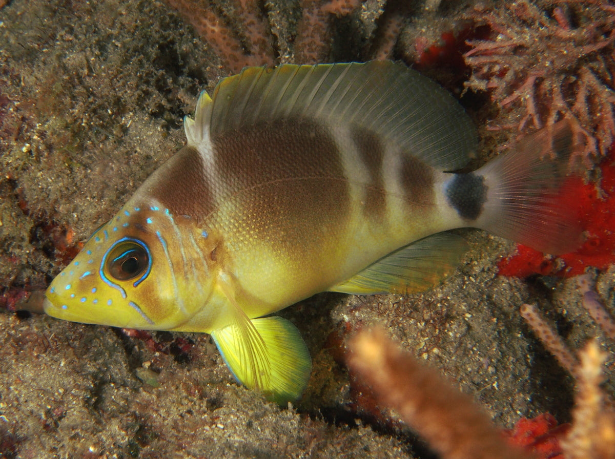 Barred Hamlet
