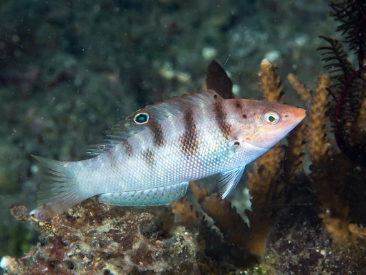 Red Mask Wrasse Size: SHOW 5" and Above