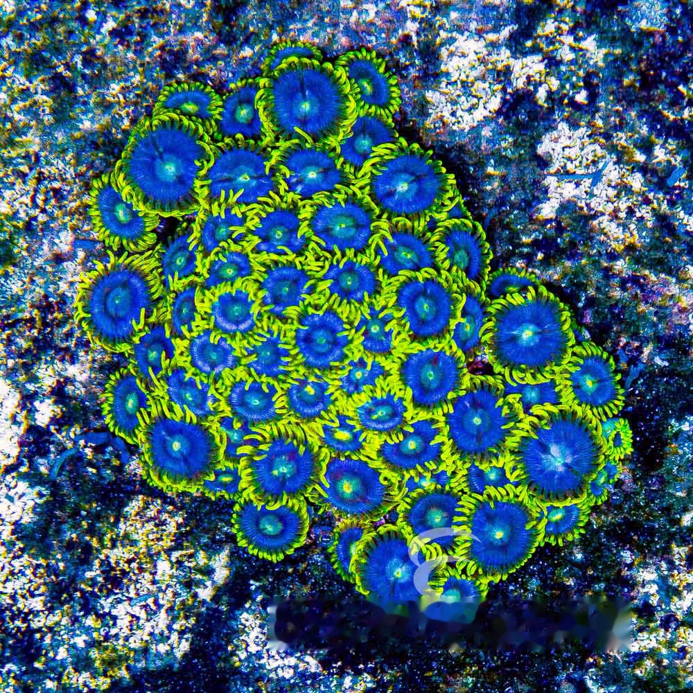 Aquacultured Blueberry Haze Zoanthid Frag (4+ Polyp Average) Size: M 0.75” to 1” Frag