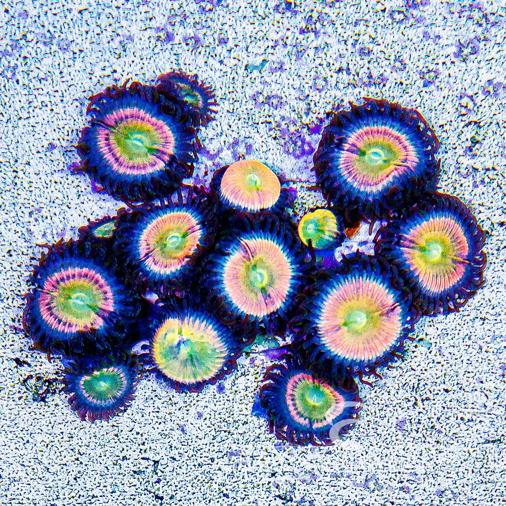 Aquacultured Tangerang Zoanthid Frag (2+ Polyp Average) Size: M 0.75” to 1” Frag