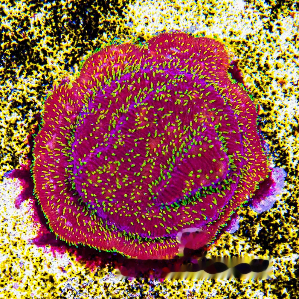 Freak Hair Pavona Frag (Aquacultured) Size: M 0.75" to 1" Approx Frag