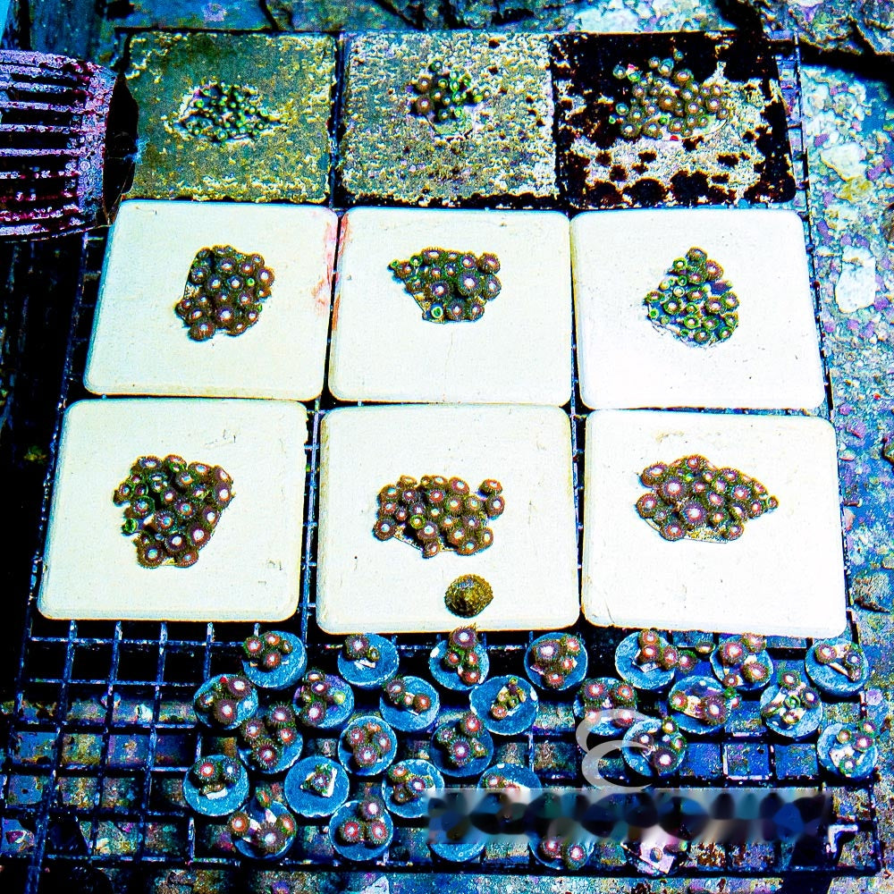 Aquacultured Tidal Gardens C-137 Zoanthid Frag (4+ Polyp Average) Size: M 0.75” to 1” Frag