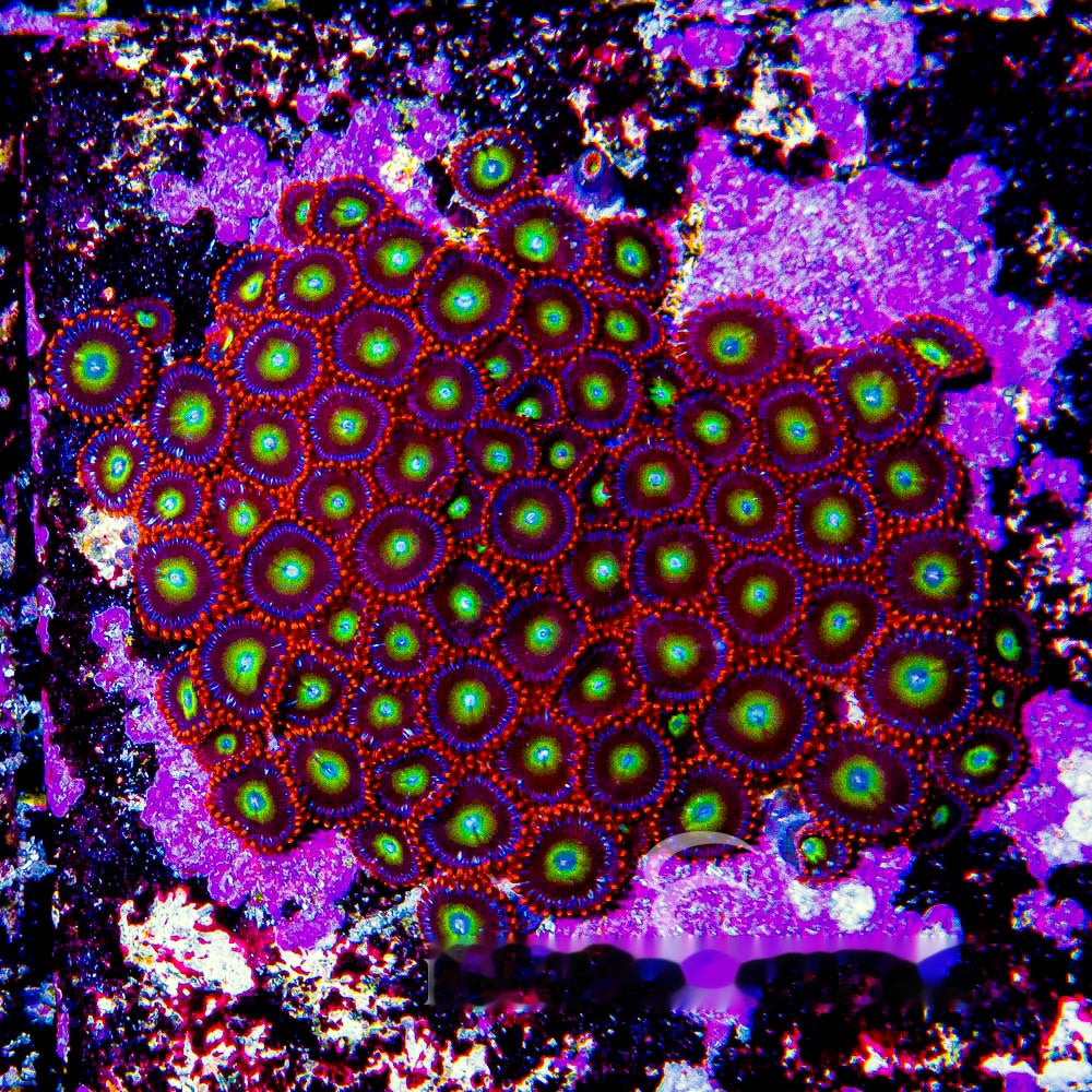 Aquacultured Circus Freaks Zoanthid Frag (4+ Polyp Average) Size: M 0.75” to 1” Frag