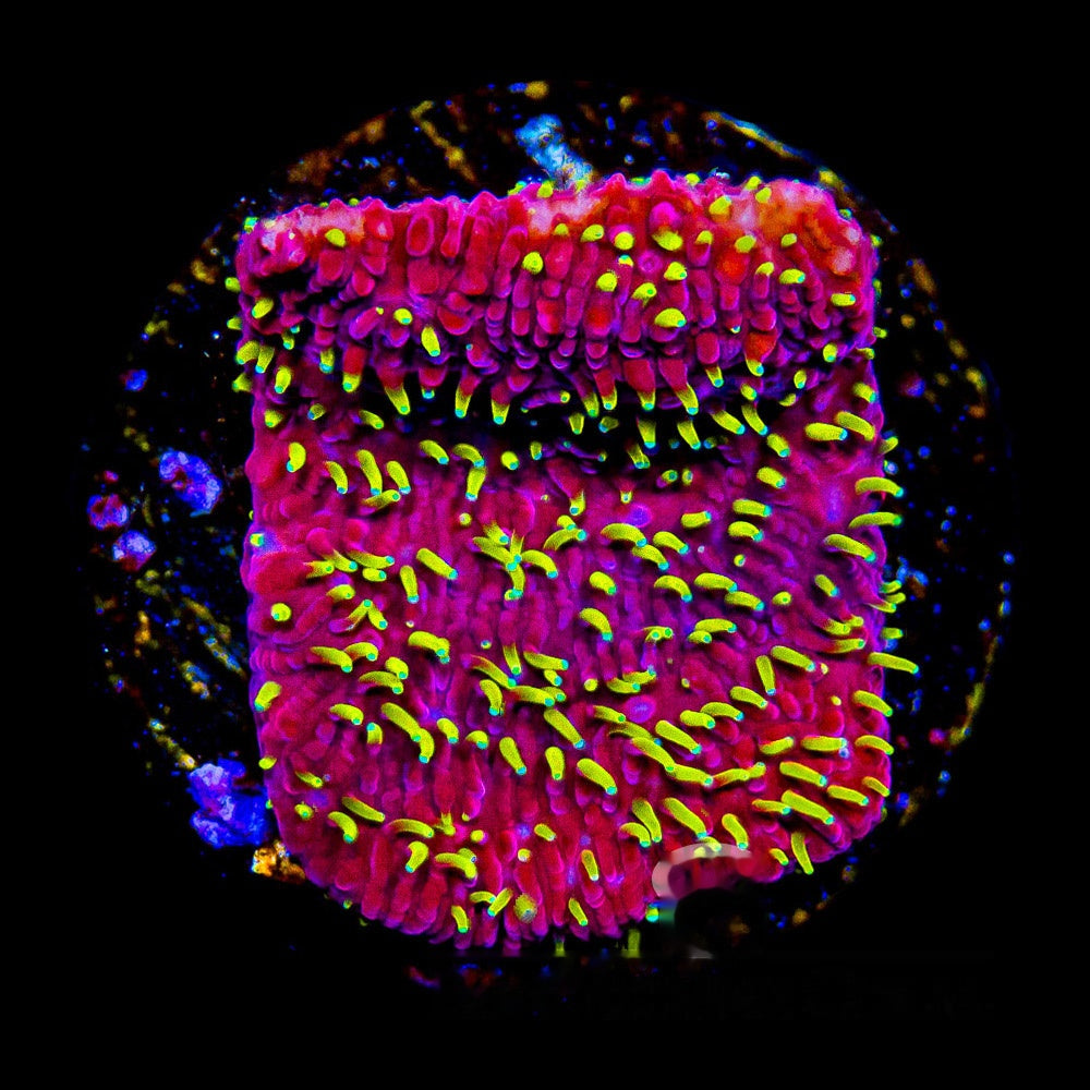 Freak Hair Pavona Frag (Aquacultured) Size: M 0.75" to 1" Approx Frag
