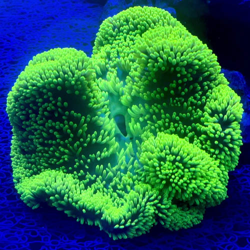 Rare Aussie Metallic Green Gigantea Carpet Anemone Size: XXL/SHOW  12" to 24"