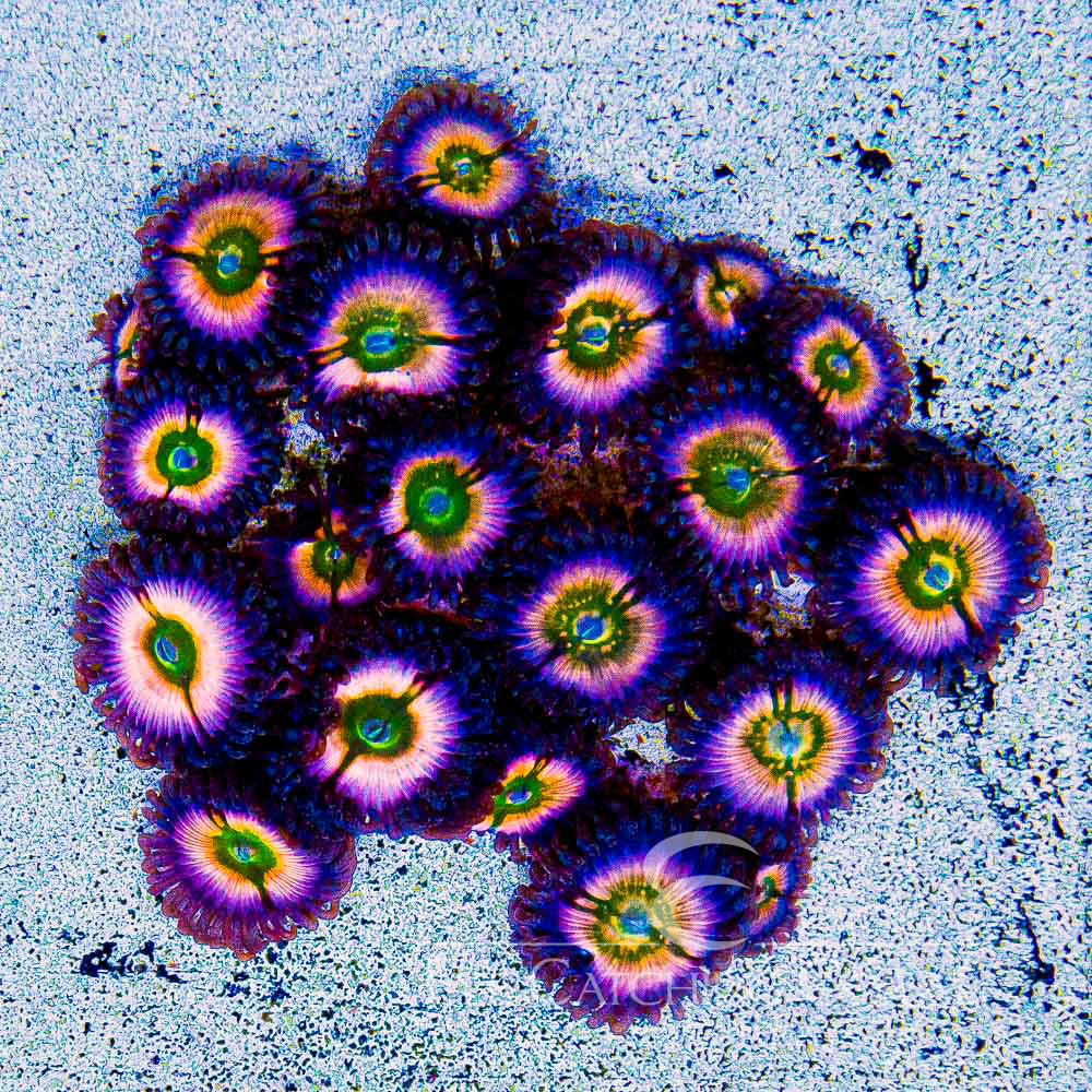 Aquacultured Perennial Dance Zoanthid Frag (2+ Polyp Average) Size: M 0.75” to 1” Frag