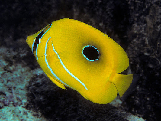 Bennett's Butterflyfish - Violet Sea Fish and Coral