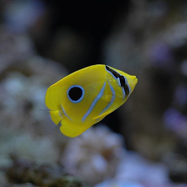 Bennett's Butterflyfish - Violet Sea Fish and Coral