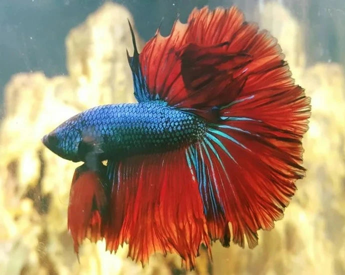 Flowertail Halfmoon Betta Fish