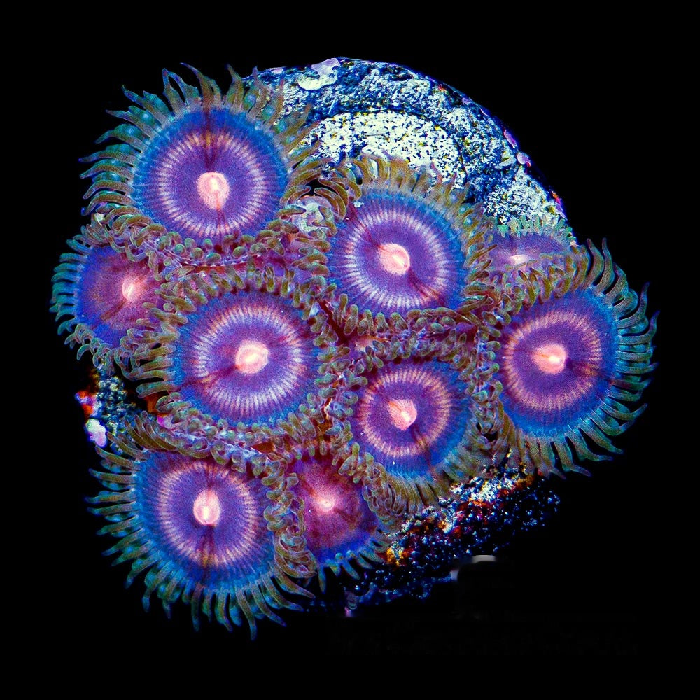 Aquacultured Plasma Cutter Zoanthid Frag (4+ Polyp Average) Size: M 0.75” to 1” Frag