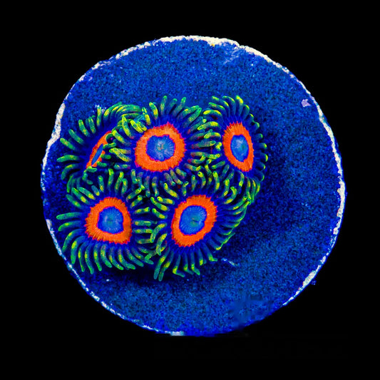 Eagle Eye Zoanthid Frag (4+ Polyp Average, Aquacultured) Size: M 0.75” to 1” Approx Frag