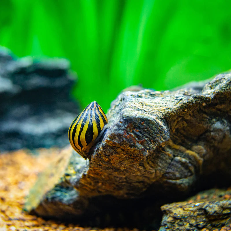 Zebra Snail