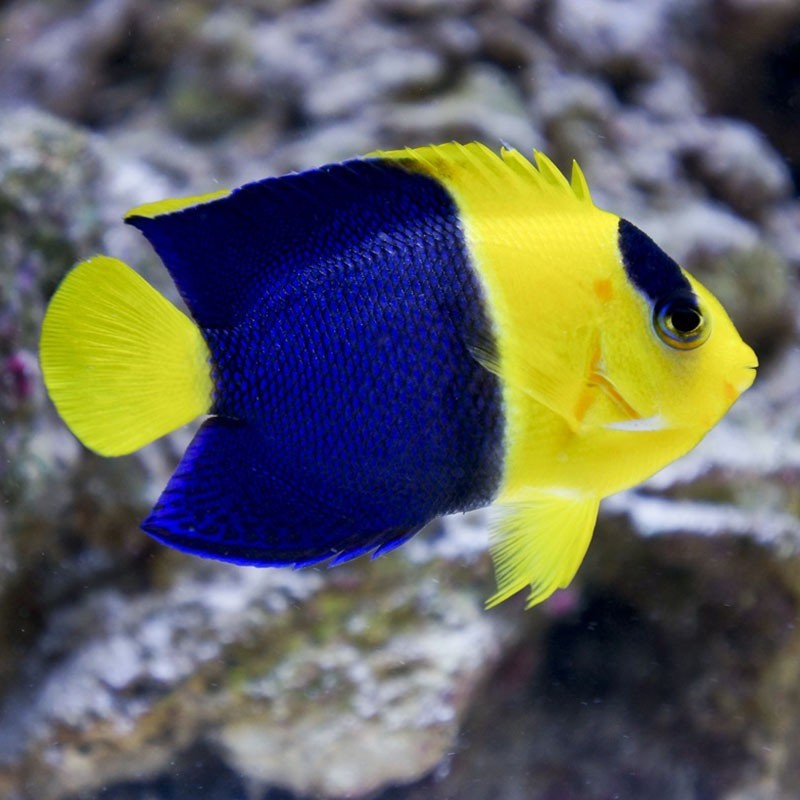 Bicolor Angelfish - Violet Aquarium