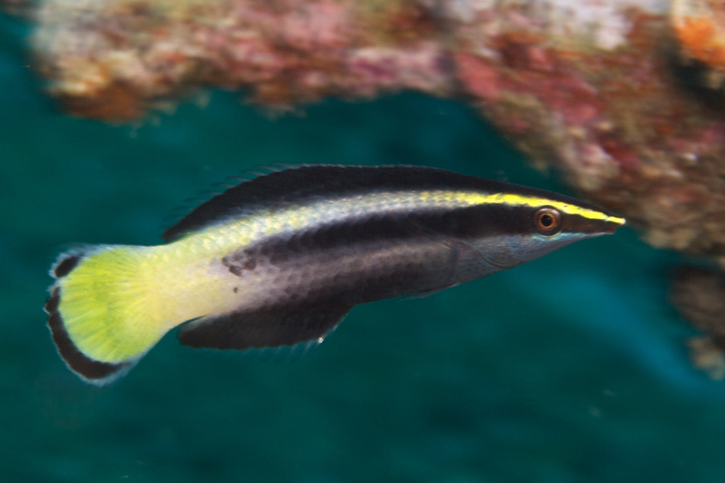 Bicolor Cleaner Wrasse - Violet Aquarium