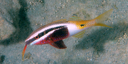 Bicolor Goatfish