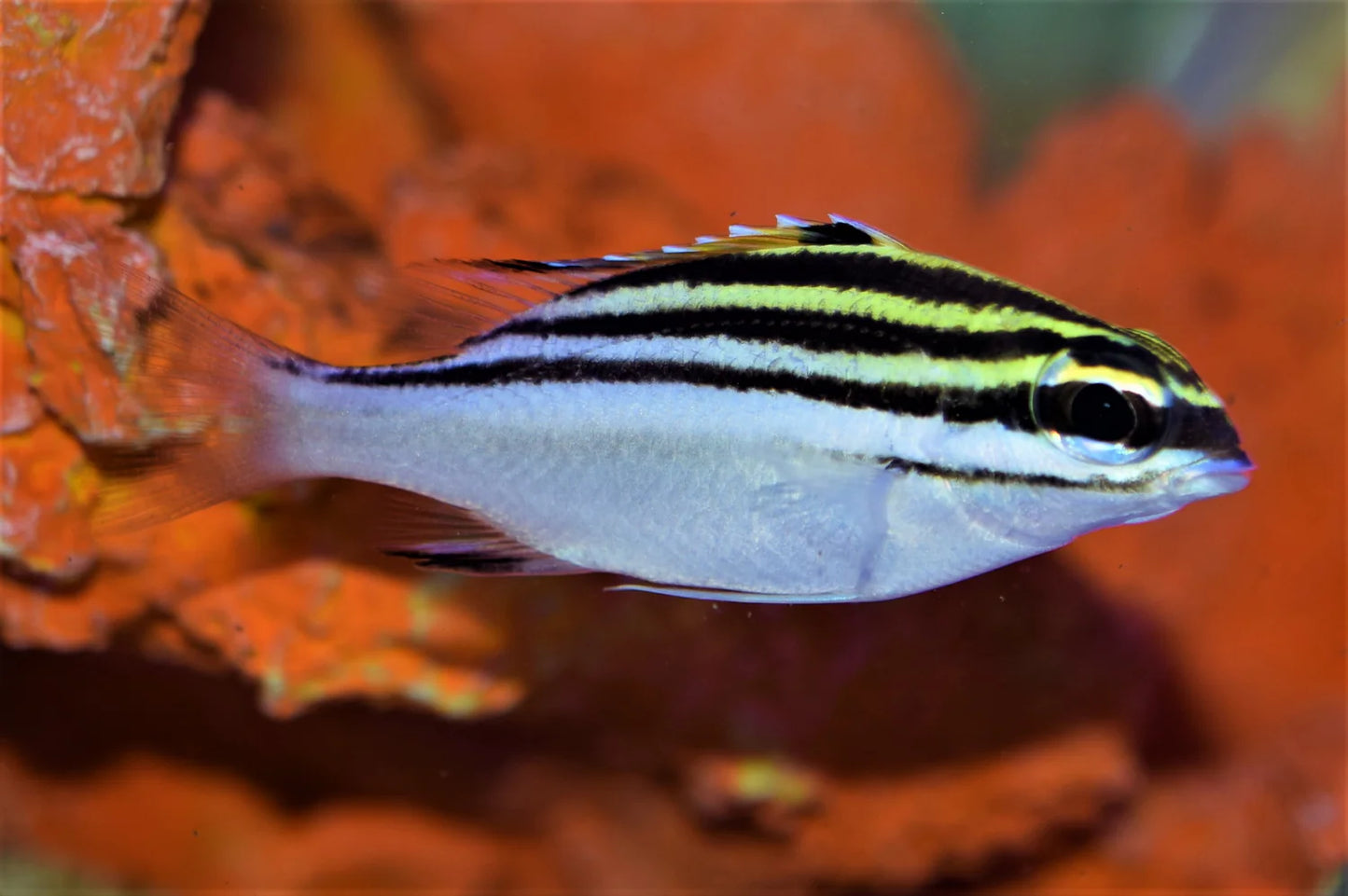 Two Lined Monocle Bream Size : M 2" to 3"