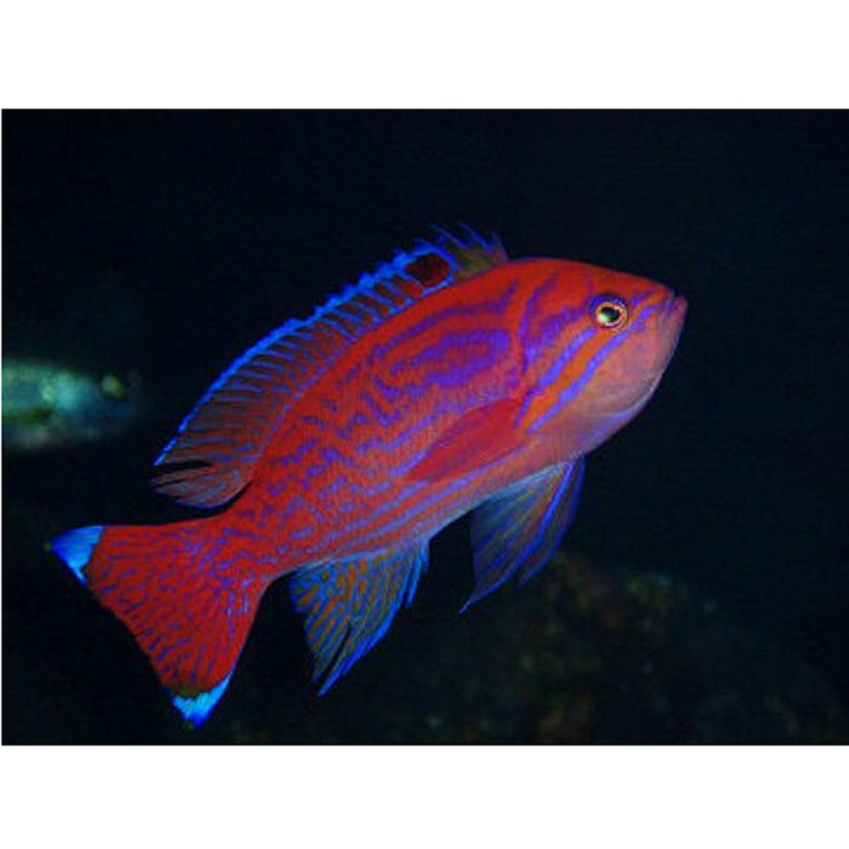 Bimaculatus Anthias - Violet Aquarium