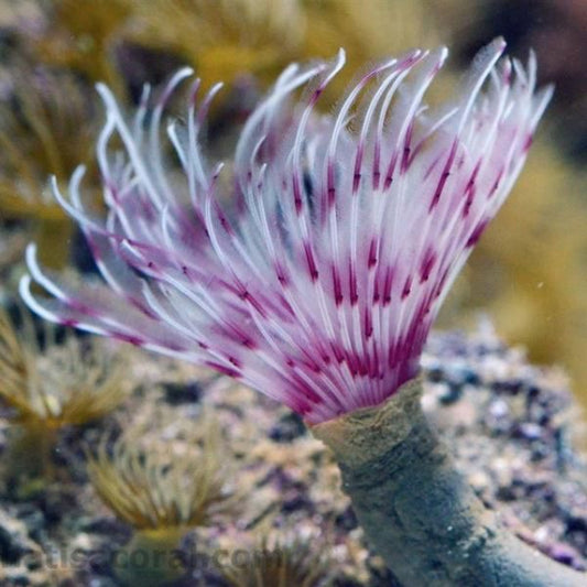 Pink White Feather Duster