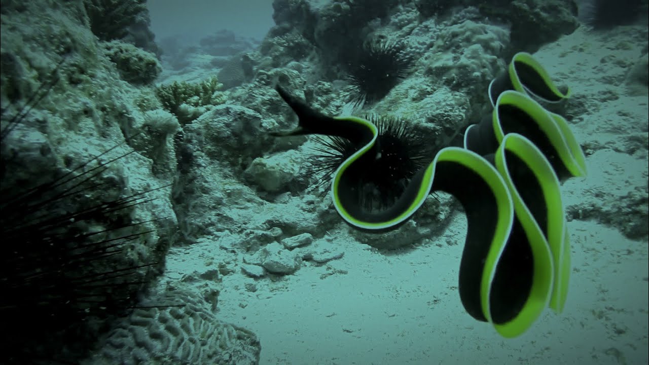 Black Ribbon Eel - Violet Sea Fish and Coral