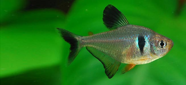 Black Phantom Tetra