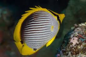 Blackback Butterflyfish Size: 4” to 5”